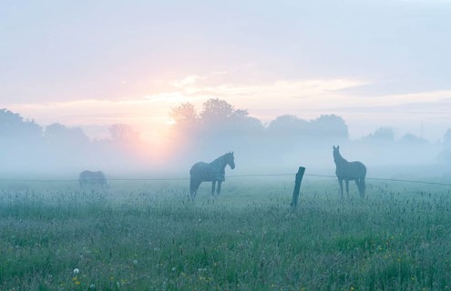 Horses in a meadow