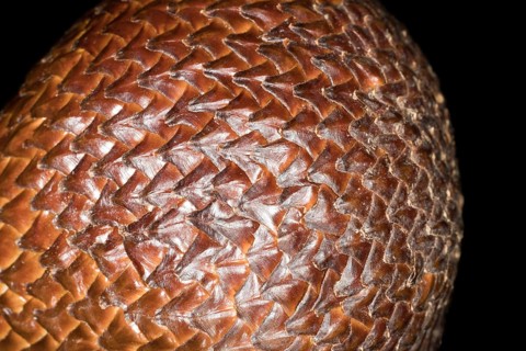 The scaly skin of a salak