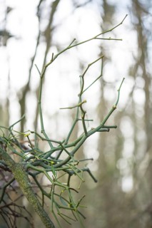 European mistletoe
