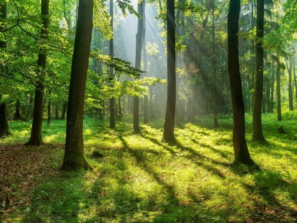 Light-flooded near-natural mixed forest on the Finne mountain range