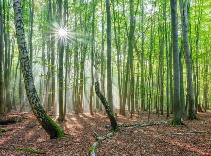 Light-flooded natural forest of beech and birch trees with deadwood