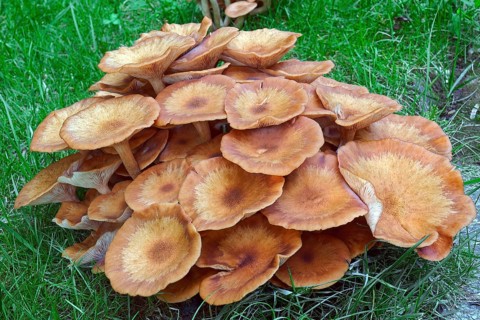 Ringless honey fungus
