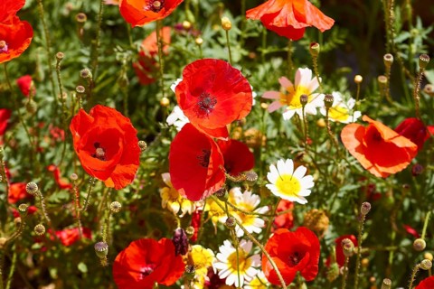 Spring in Crete