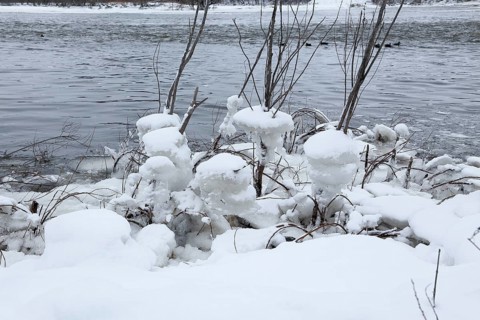 Chunks of ice on a bush
