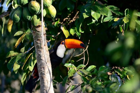 Toco toucan