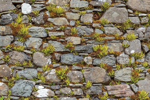 Stone wall with fern of an abandoned church