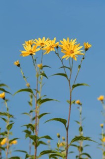 Jerusalem artichokes with blossom