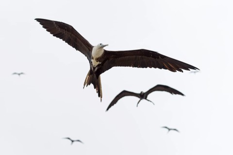 Magnificent frigatebirds