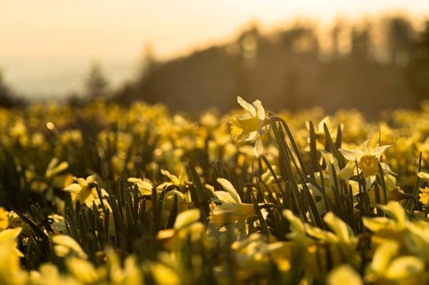 Wild daffodil