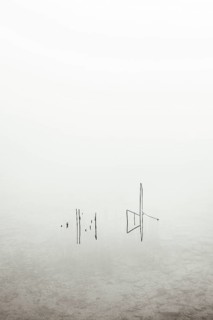 Reed in the morning mist rises from the Irrsee