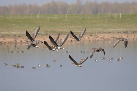 Greater white-fronted geese