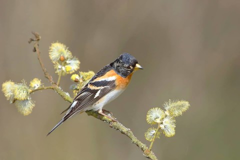 Brambling