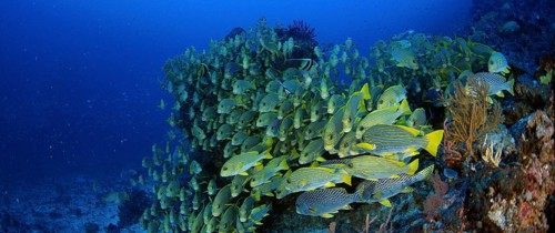 Very big school of Ribboned sweetlips