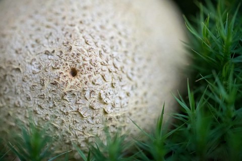 Earthball