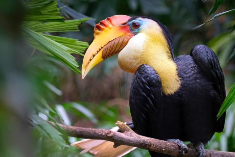 Wrinkled hornbill