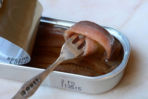 European anchovy