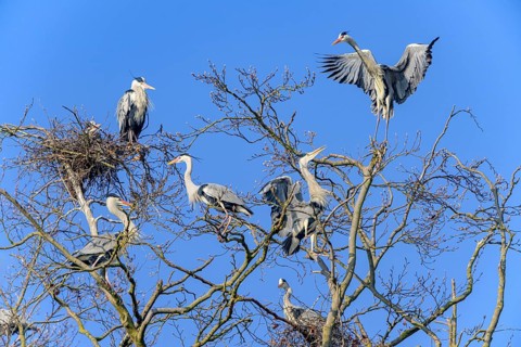 Grey heron
