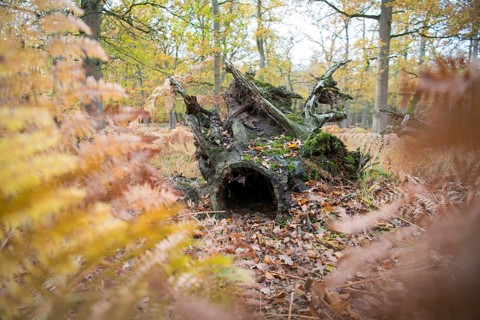 Deadwood structure in Diesfordt forest
