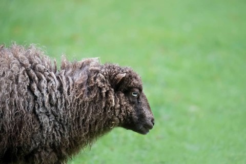 Ouessant sheep also Breton dwarf sheep
