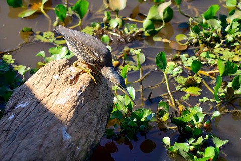 Striated heron