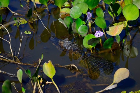 Yacare caiman