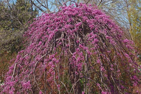 Eastern redbud