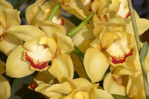 Hybrid Boat orchid