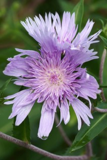 Stockesia