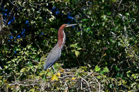Rufescent tiger heron