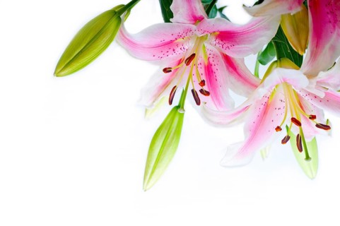 Lily flowers corner frame over white background copyspace