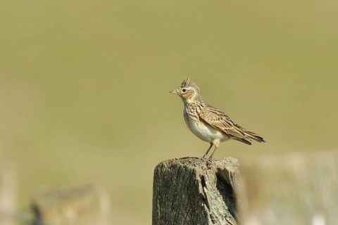 Eurasian skylark