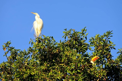 Great egret