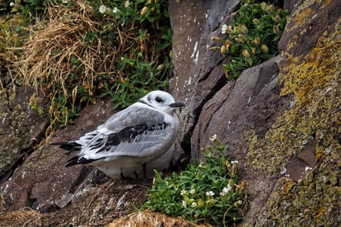 Single kittiwake