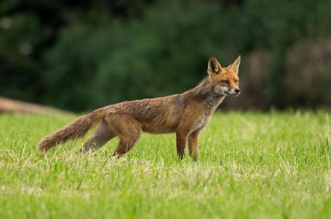 Red fox