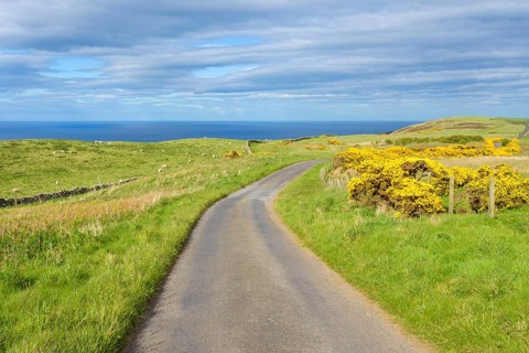 Common gorse with road in spring