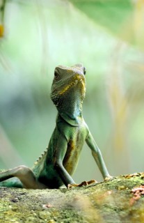 Green water dragon