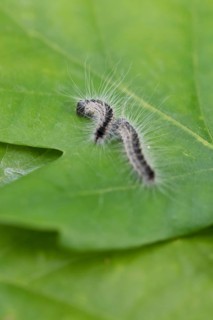 Oak processionary moth