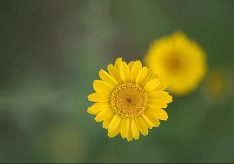 Golden marguerite