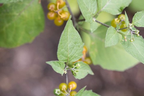 Yellow-fruited solanum physalifolium