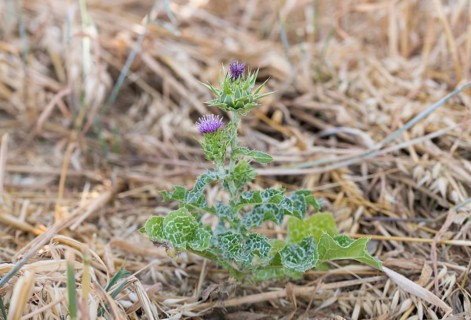 Carduus marianus