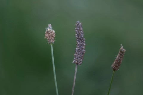 Ribwort plantain