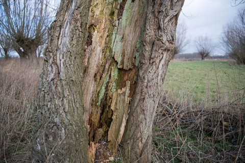 Willows