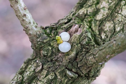 European mistletoe