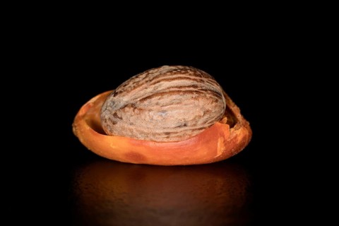 Eine Muskatnuss liegt im getrockneten Samenmantel