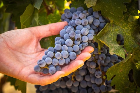 Woman hands hold ripe grapes in vineyard