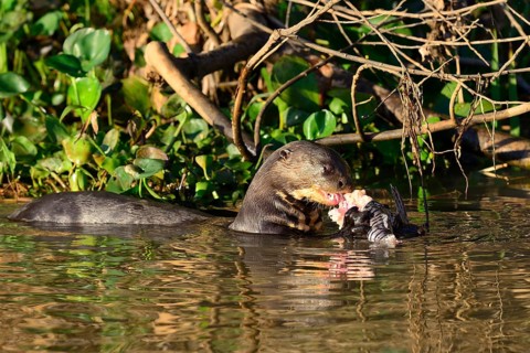 Giant otter