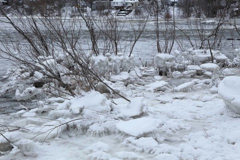 Chunks of ice on a bush