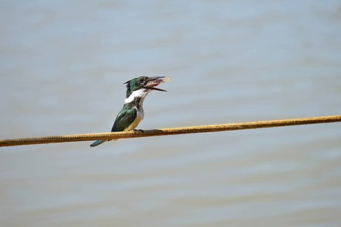 Amazon kingfisher