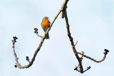 European robin