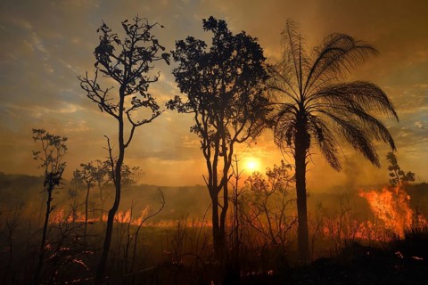 Burning vegetation in a bushfire at sunset